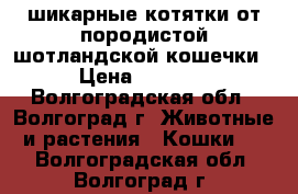 шикарные котятки от породистой шотландской кошечки › Цена ­ 3 500 - Волгоградская обл., Волгоград г. Животные и растения » Кошки   . Волгоградская обл.,Волгоград г.